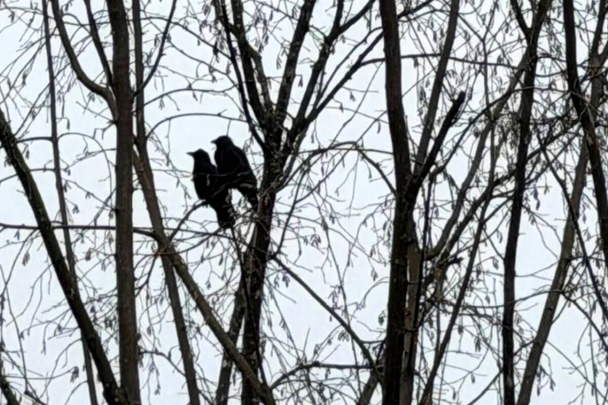 SHARE : Surveying the bambinos | Maple Ridge News