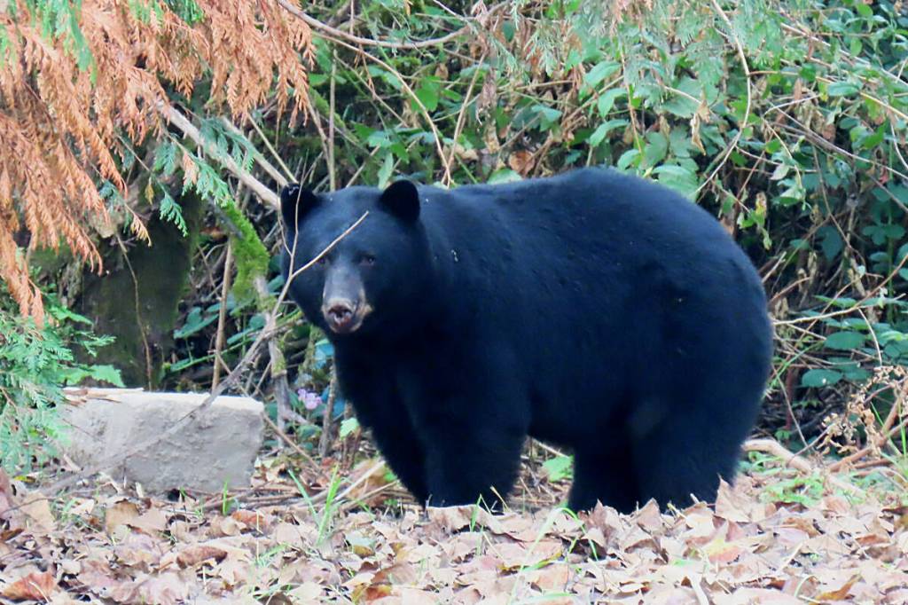 Government pitches August bear hunt to protect fruit, vegetable crops